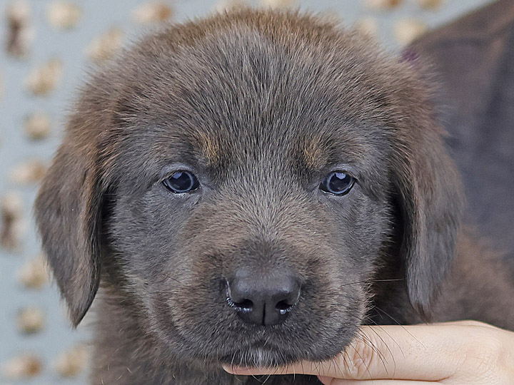 chinook puppy